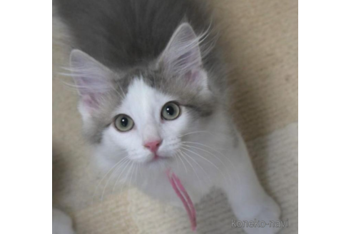 成約済の茨城県のノルウェージャンフォレストキャット-33500の1枚目